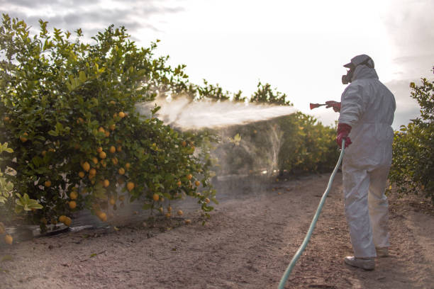 Best Mosquito Control Services  in Hamton, IL