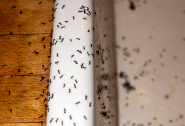 Best Pest Control Treatment  in Hamton, IL