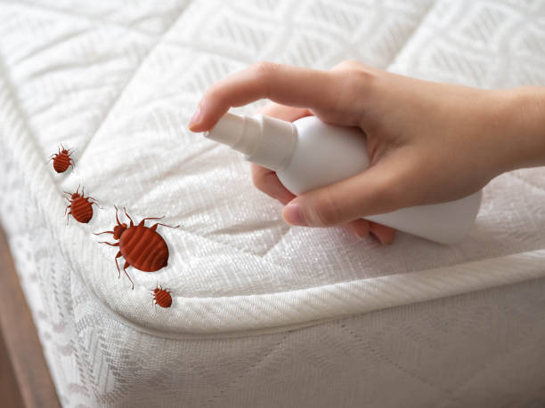 Best Local Pest Control Services  in Hamton, IL